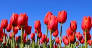 Afbeelding: Voorjaarsvakantie 2026 (voorjaarsvakantie26.jpg)