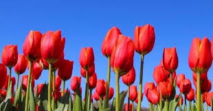 Voorjaarsvakantie 2026